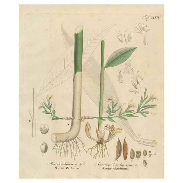 Elettaria & Amomum Species, 1800s, Paper For Sale - Image 10 of 10