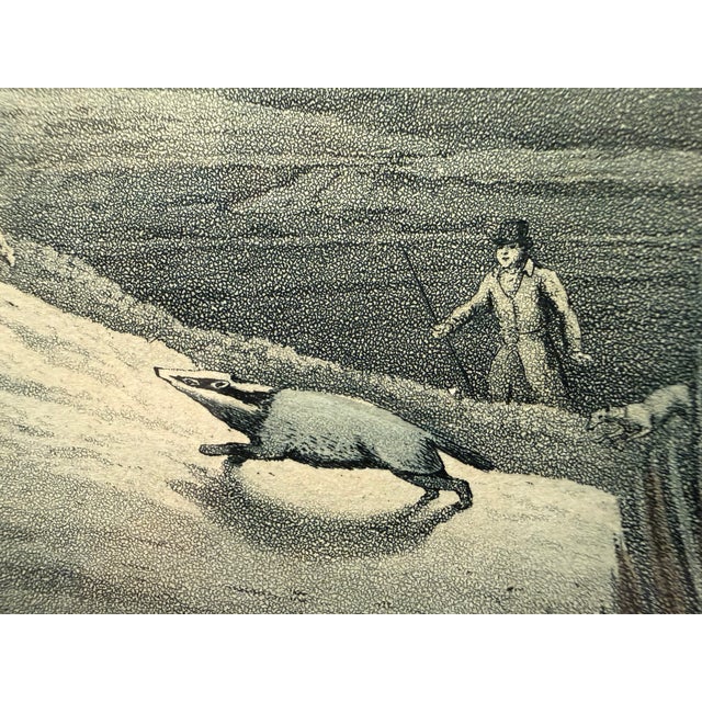 Illustration Henry Alken "Badger Catching" Hand-Colored Aquatint From 1821, T. McLean, From "The National Sports of Great Britain" For Sale - Image 3 of 13