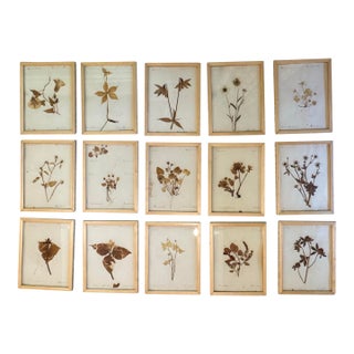 Collection of 15 Antique Herbarium Botanical Specimens in Wood Frames, Bergdorf Goodman Provenance For Sale