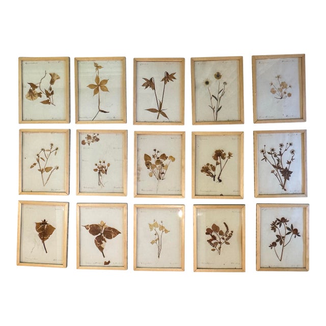 Collection of 15 Antique Herbarium Botanical Specimens in Wood Frames, Bergdorf Goodman Provenance For Sale