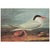 John James Audubon 1966 Vintage Cottage Print "Ruddy Duck & Royal Tern" After John James Audubon For Sale - Image 4 of 8