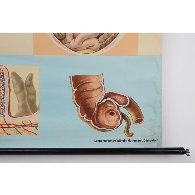 1960s Mid-Century School Map of Digestion, Germany, 1960s For Sale - Image 5 of 12