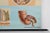 1960s Mid-Century School Map of Digestion, Germany, 1960s For Sale - Image 5 of 12