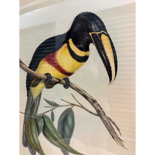 Original Mid-19th-Century John Gould “Pteroglossus Poecilosternus” Hand-Colored Toucan Lithograph For Sale - Image 4 of 9