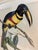 Original Mid-19th-Century John Gould “Pteroglossus Poecilosternus” Hand-Colored Toucan Lithograph For Sale - Image 4 of 9