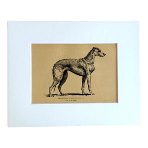 Antique Dog Print in 8 x 10 Mat, ca. 1890: "The Scottish Deerhound Rona III"