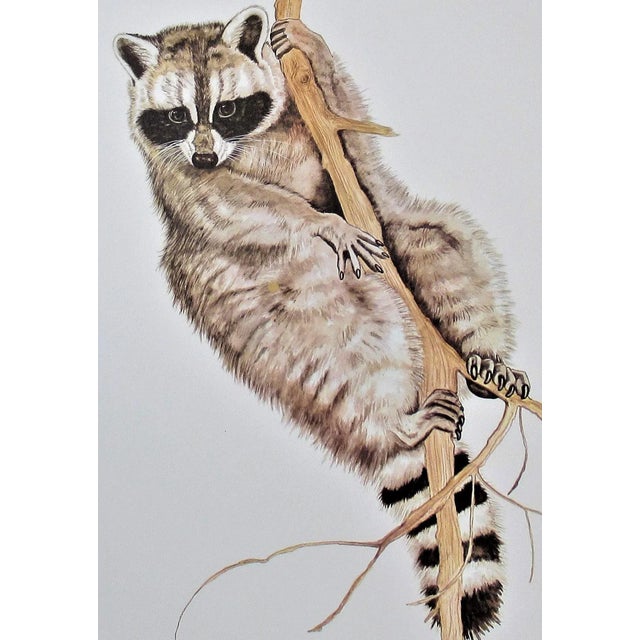 This artwork "Racoon" c.1990 is an offset lithograph by noted animals wildlife artist Jacquie Marie Vaux. It is hand...