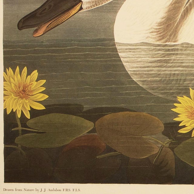 1990s 1990s American Swan by Audubon, Large Cottage Style Print For Sale - Image 5 of 12