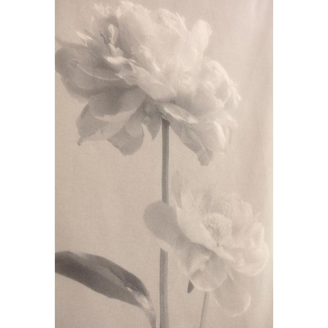 Peony no.2' 2023 97×120 cm printed on organic cotton canvas, limited edition of 5 + 1AP Canvas fixed on bamboo fixtures,...