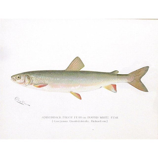 Set of 3 Original Antique Denton Framed Fish Prints C. 1900 For Sale - Image 4 of 6