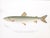 Set of 3 Original Antique Denton Framed Fish Prints C. 1900 For Sale - Image 4 of 6