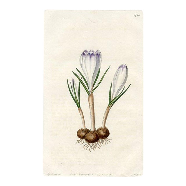 1831, Crocus Botanical Print, the Botanical Register, Original Antique Botanical Print, Engraving, Hand Colored, England For Sale