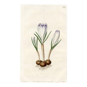 1831, Crocus Botanical Print, the Botanical Register, Original Antique Botanical Print, Engraving, Hand Colored, England