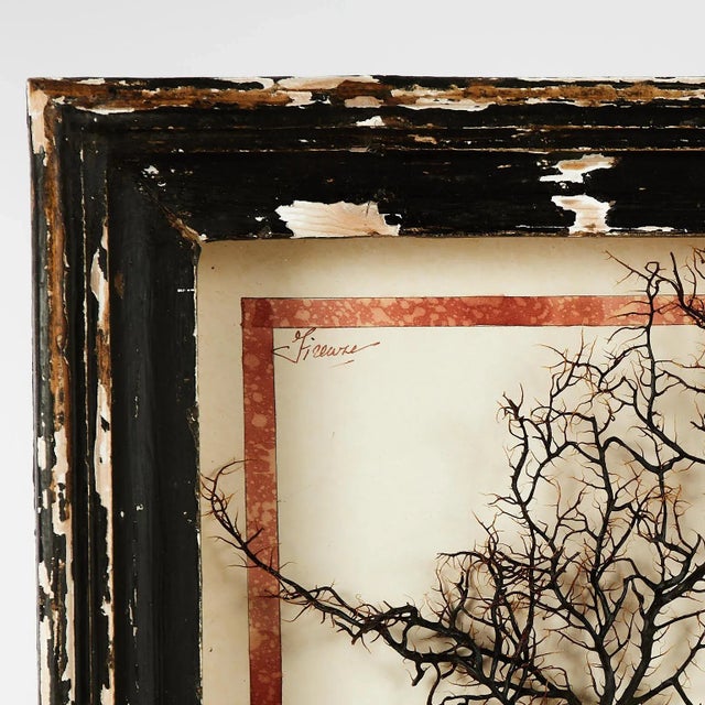 Charming neoclassic yet naive mixed media collage using a sea fan and seashells as a bouquet in a watercolor classical urn...