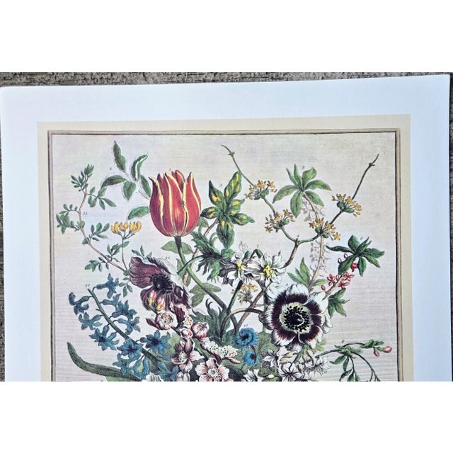1980s 1980s Vintage Robert Furber February Botanical From "Twelve Months of Flowers” Pierpont Morgan Library Print For Sale - Image 5 of 12