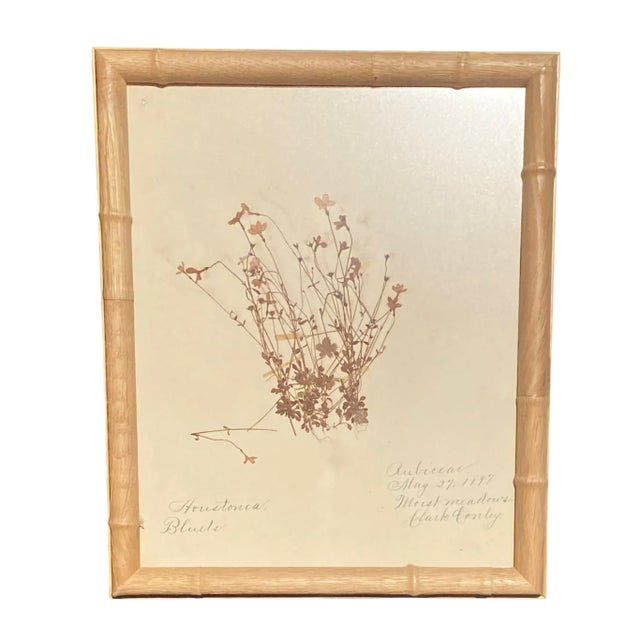 Antique Herbarium Botanicals, 1897 — Set of 10 For Sale - Image 9 of 17