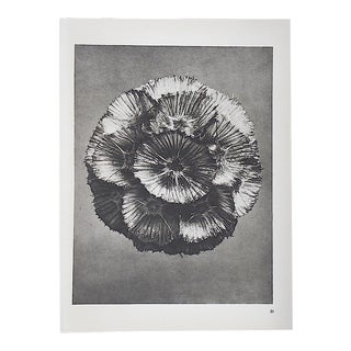 Vintage Modernist Botanical Photogravures By Karl Blossfeldt-Extreme Close-Ups Of Flora c.1942-Folio Size For Sale