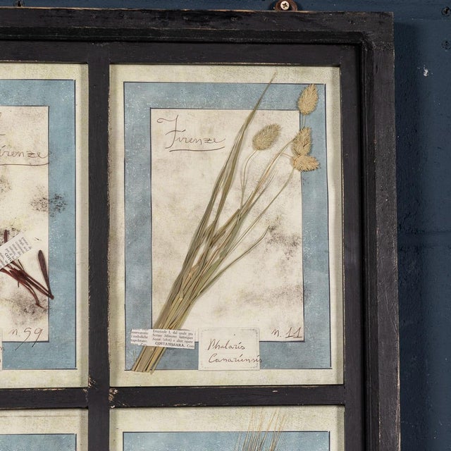 Wood 20th Century Italian Large Oak Frame with Pressed Flowers and Herbs, 1950s For Sale - Image 7 of 15