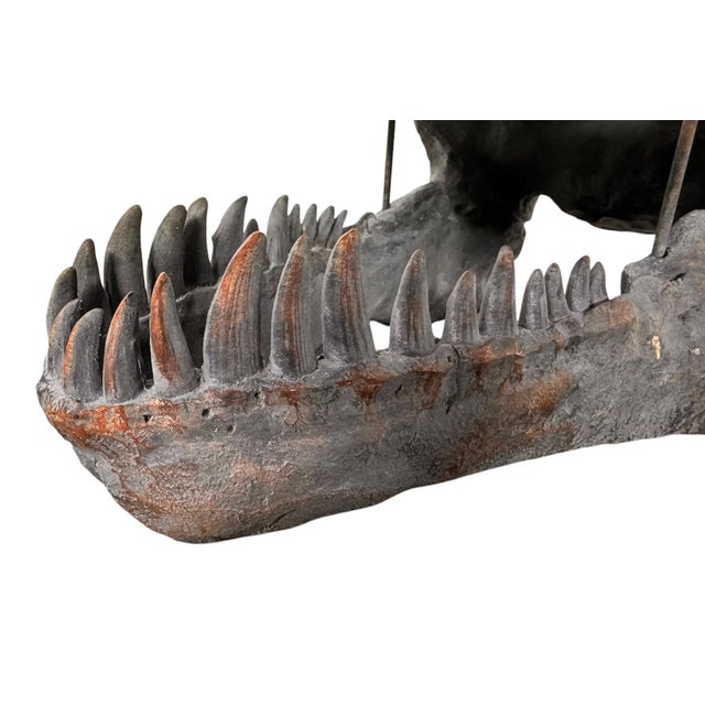 Late 20th Century Tyrannosaurus Rex Skull Sculpture For Sale - Image 10 of 13