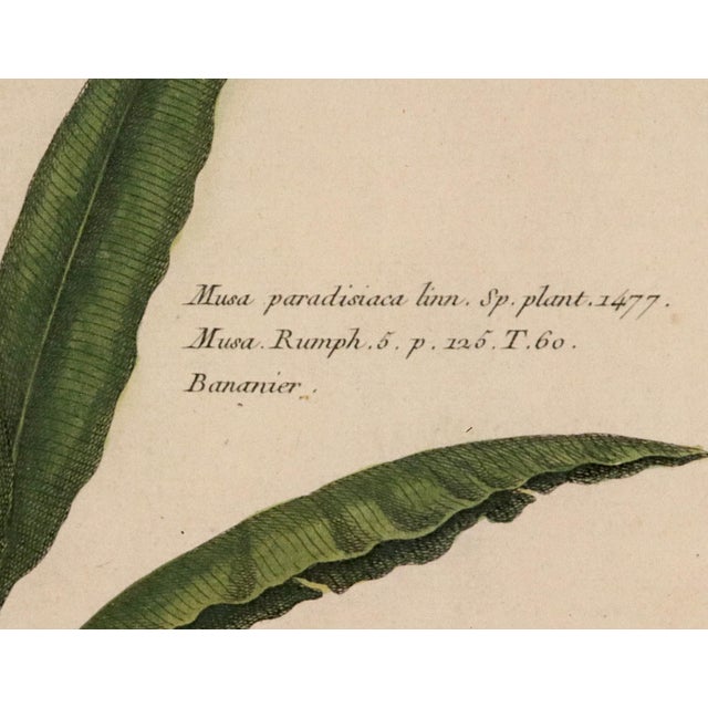Botanical Hand-Colored Copper Engraving of Banana Plants, Georg Eberhard Rumphius, 1741–1750) For Sale - Image 15 of 17