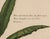 Botanical Hand-Colored Copper Engraving of Banana Plants, Georg Eberhard Rumphius, 1741–1750) For Sale - Image 15 of 17