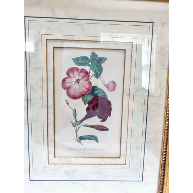 Mid 19th Century 19th-Century Antique Framed Botanicals Hand-Colored Engravings of Geraniums in Gilded Frames For Sale - Image 5 of 12