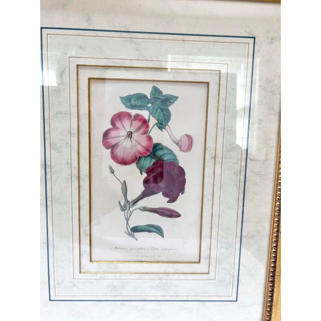 Mid 19th Century 19th Century Hand-Colored Botanical Engravings of Geraniums – Framed Pair, Circa 1840s For Sale - Image 5 of 12