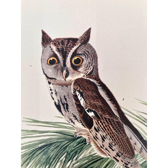 John James Audubon 1964 Audubon Folio Lithograph Great Bird Paintings – “Little Screech Owl” 17x14 For Sale - Image 4 of 4