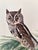 John James Audubon 1964 Audubon Folio Lithograph Great Bird Paintings – “Little Screech Owl” 17x14 For Sale - Image 4 of 4