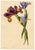 E.B.R., Spanish Iris (Iris xiphium) Flower, Watercolor For Sale - Image 4 of 7