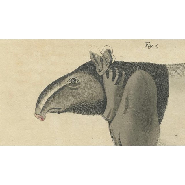 Paper Bertuch, Malayan Tapir & Collared Peccary, 1815, Engraving For Sale - Image 7 of 9