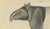 Paper Bertuch, Malayan Tapir & Collared Peccary, 1815, Engraving For Sale - Image 7 of 9