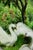 Early 21st Century Swan-Princess by Nadezda | Oil on Panel Portrait of a woman in a white cloak in a lush setting For Sale - Image 5 of 5