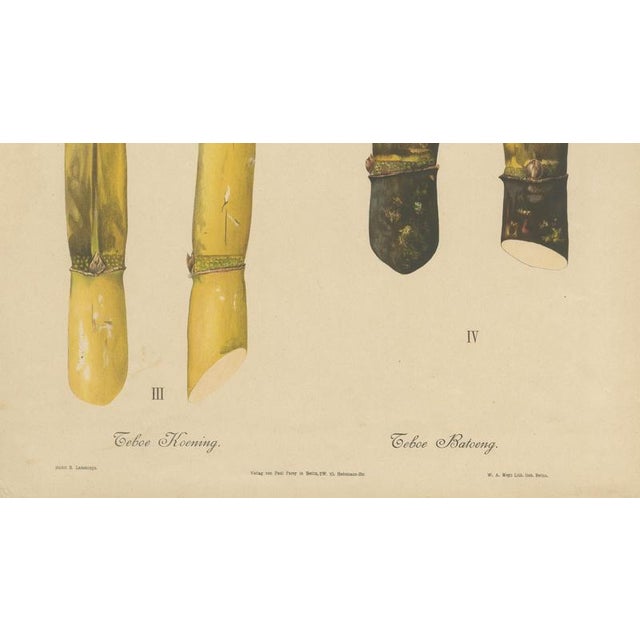 Sugarcane, 1892, Paper For Sale - Image 4 of 10