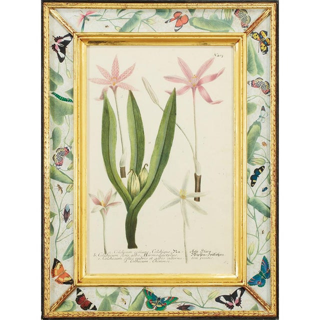 A refined set of four botanical engravings by Johann Wilhelm Weinmann (1683–1741), from his celebrated publication...