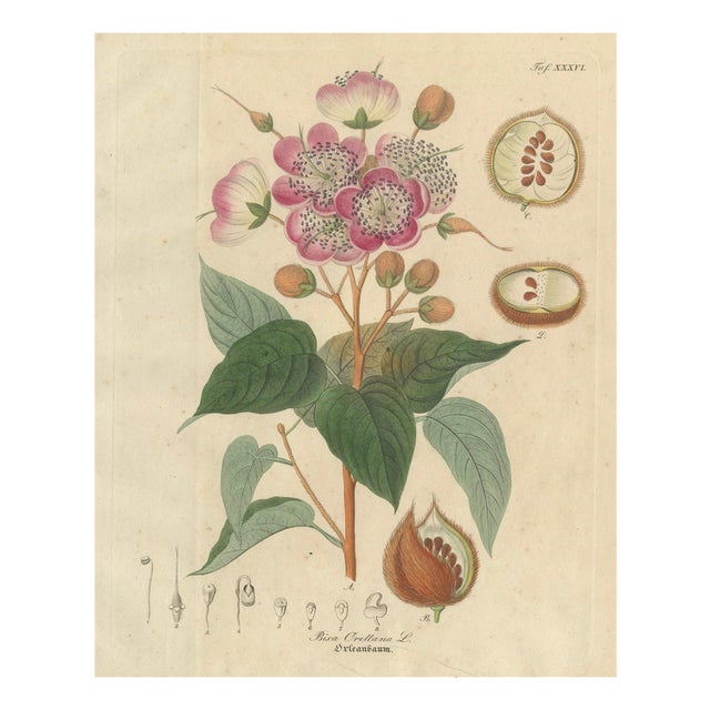 Bixa Orellana, 1800s, Paper For Sale