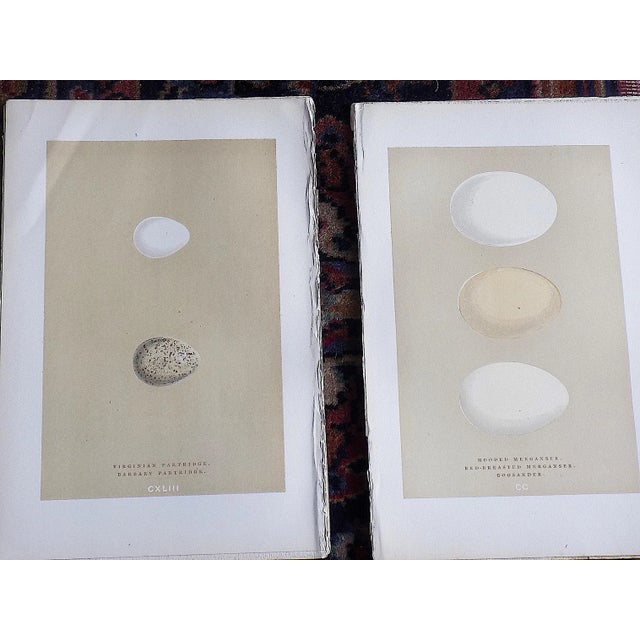 Printmaking Materials Authentic Antique 19th Century Hand Colored Egg Lithographs - Set of 12 For Sale - Image 7 of 9