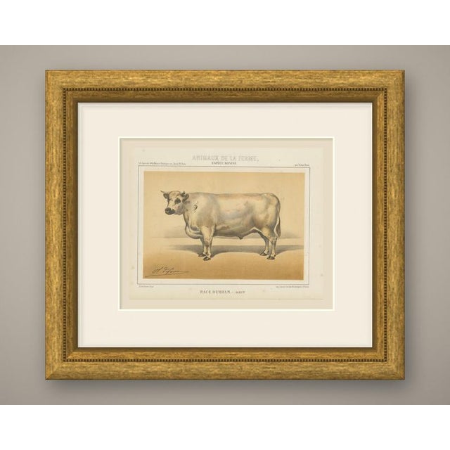 This is an original antique chromolithograph, printed in color from several lithographic stones, from Victor Borie's...