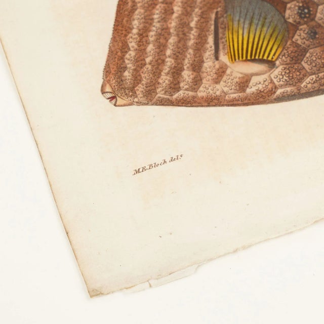 The Triangular Trunk Fish by Sir Charles Linnaeus & Ebenezer Sibley, 1806 For Sale In Chicago - Image 6 of 8