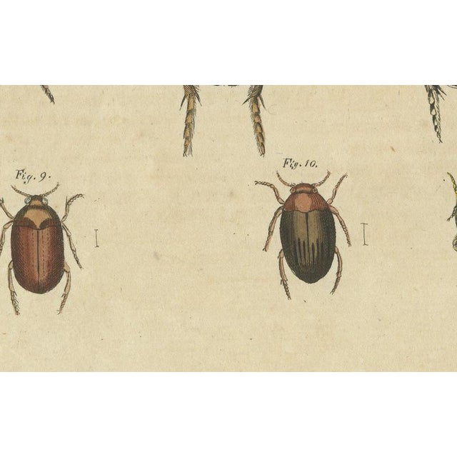 19th Century Bertuch, Diving Beetles and Water Beetles with Larva, 1815, Print For Sale - Image 5 of 12