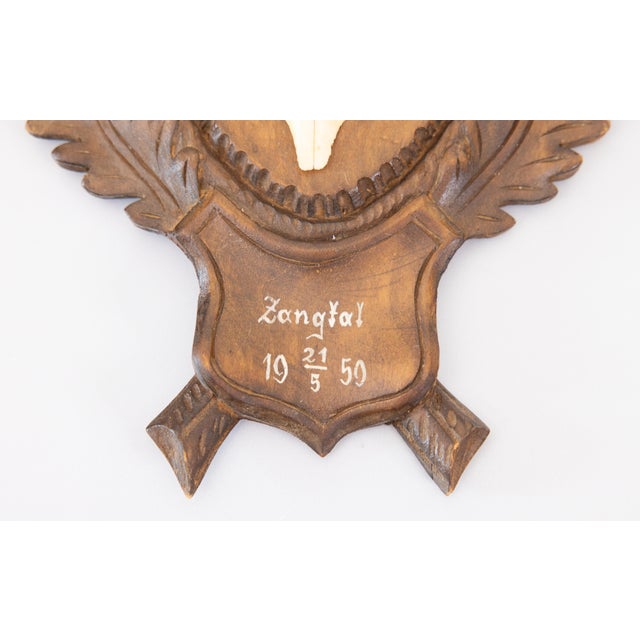 Cabin Black Forest Roe Deer Antlers Hunting Trophy 1950 Mount For Sale - Image 3 of 7