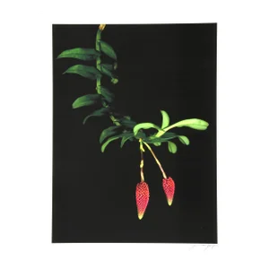 Hanging Berries, Jonathan Singer, Photography