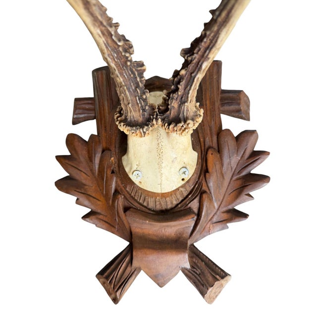 Roe Deer Trophy 157 Black Forest Antlers Mount For Sale - Image 4 of 5