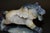 Stone Large Gemstone Tiger Statue Agate With Crystal Geodes For Sale - Image 7 of 14