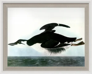 Audubon 13, Framed Artwork
