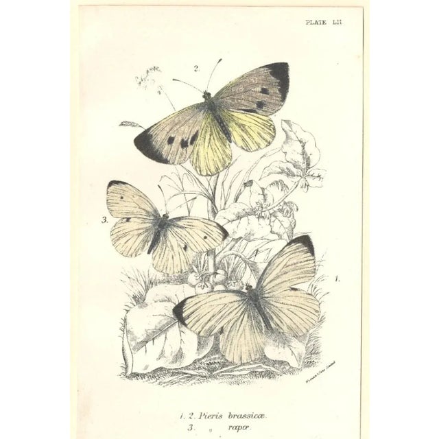 Mid 19th Century 1896-97 Set of 2 Antique Butterfly Botanical Chromolithographs For Sale - Image 5 of 5