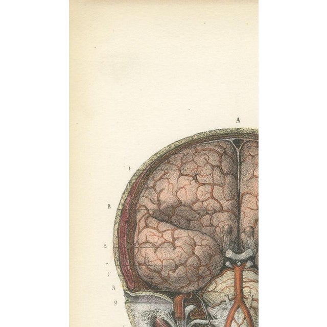 Hirschfeld and Leveille, Brain and Spinal Cord with the Spinal Nerves, 1866, Paper For Sale - Image 6 of 12