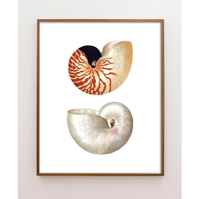 Reproduction Coastal Shells Curiosities Print – 16" X 20" For Sale - Image 4 of 4