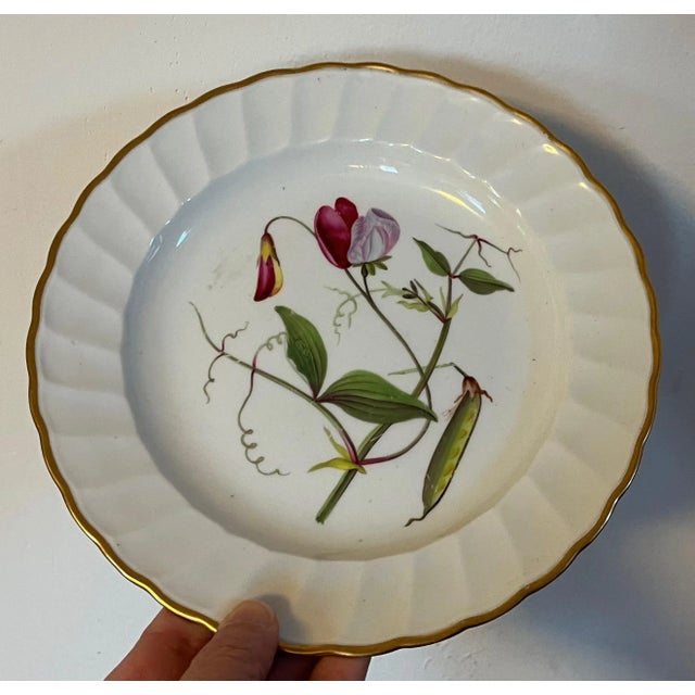 Antique 18th century Derby porcelain botanical plate decorated with hand painted named specimen - Sweet Pea. Measures 9"...