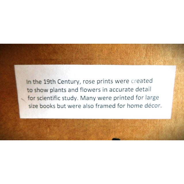 Gold Bead Framed Vintage Rose Print in the Style of Pierre Joseph Redoute (1759-1840) For Sale - Image 4 of 11